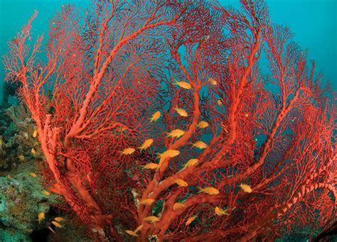  Fire Coral: Possessing Stinging Tentacles and Exhibiting Magnificent Colonial Structures!