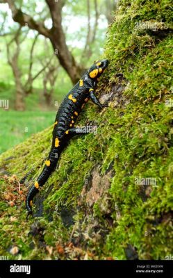  Fire Salamander: A Speckled Jewel With Unusually Smooth Skin That Crawls In Darkness!