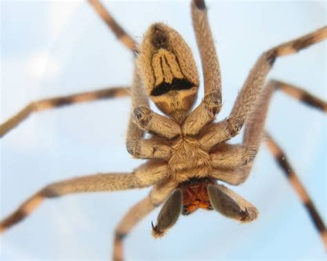  Huntsman Spider: A Master of Disguise and Lightning-Fast Hunter