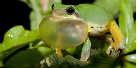  Japing Frog: The Leaping Champion Who Can Breathe Underwater?!