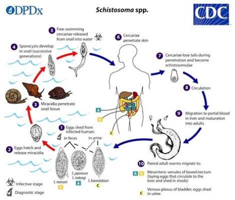  Schistosoma mansoni: Um Verme Sanguíneo que Te Faz Dançar no Ritmo da Infecção!