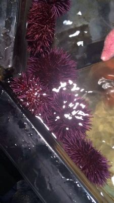  Urchins! Delicate Filter Feeders Hiding Beneath Razor-Sharp Shells