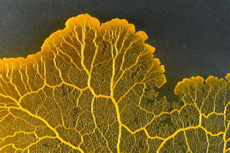  Yellow Slime Mold: A Microscopic Masterpiece of Collective Intelligence? 