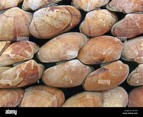  Zimbo! Descubra o Fascinante Mundo dos Moluscos Bivalves com Essa Espécie Inusitada