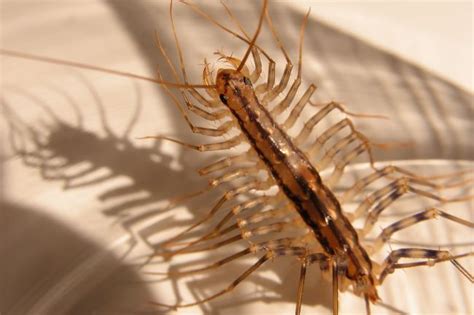  Centipede: Uma Maravilha Segmentada Que Anda Com Centenas de Pernas e Transforma o Solo em um Banquete!