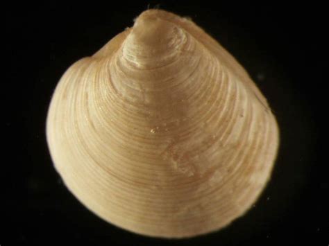  Dosinia! Descubra o Molusco Bivalve que Habita os Oceanos Profundos com uma Concha Elíptica e Resiliente