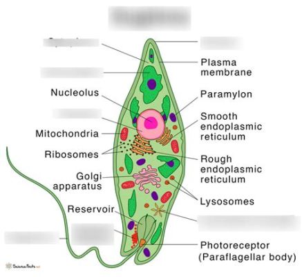  Euglena: Uma Célula Unicelular que Faz Fotossíntese e se Move com Flagelo!