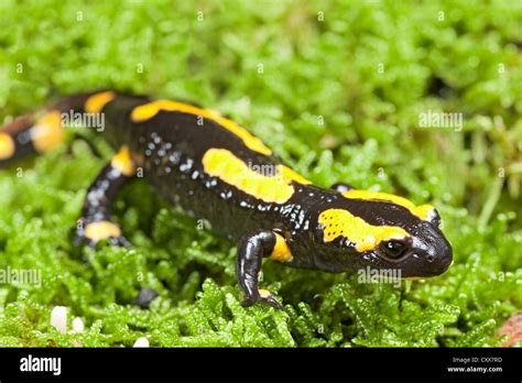  Fire Salamander: Descubra o Anfíbio de Pele Laranja Brilhante que Encanta as Florestas Europeias com sua Toxicidade e Regeneração Extraordinária!