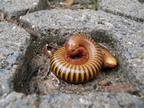  FrederiksborgMillipede! Learn About These Fascinating Decomposers With Hundreds Of Legs