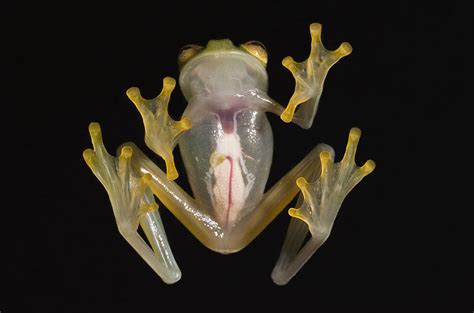  Glass Frog: Descubra o Anfíbio Translúcido Que Parecia Feito de Vidro!