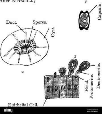  Gregarininia: Um Parasita Microcósmico que Constrói Castelos de Esporôs Dentro das Células!