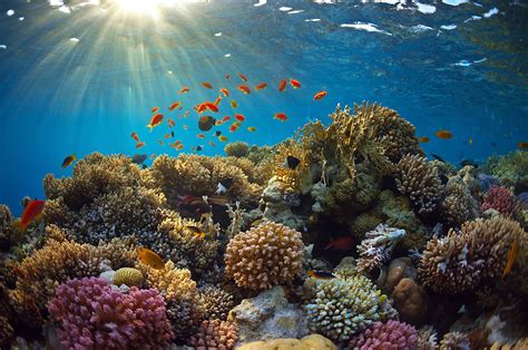 Ishige: Desvendando os Segredos da Concha que Brilha e Se Esconde nos Recifes de Coral!