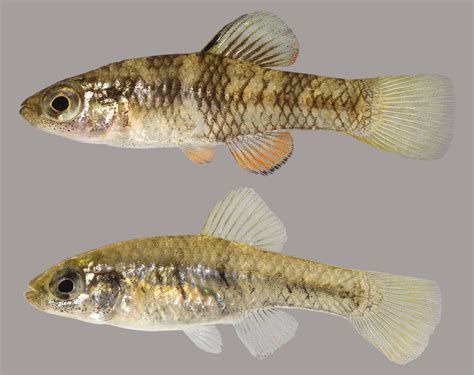  Killifish: Descubra Este Peixe que Sobrevive em Águas Rasas e Mudanças Climáticas Extremamente Aceleradas!