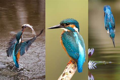  Kingfisher! A Bird With Shimmering Feathers That Knows How To Fish Like No Other