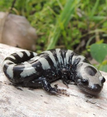  Marbled Salamander! A Tiny Speckled Wonder Navigating Through the Forest Floor with Unmatched Agility