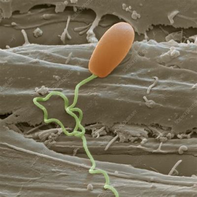  Microsporidium! These Tiny Parasites Pack a Punch Despite Their Size