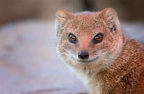  Mongoose! The Tiny Mammal That Makes a Mighty Difference Against Venomous Snakes