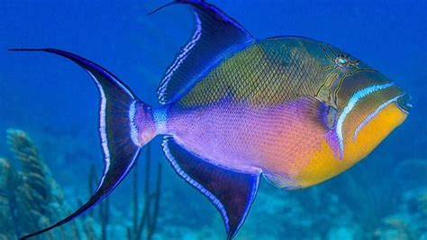  Queen Triggerfish! Discover This Fish That Is Both a Fierce Protector And a Master of Disguise