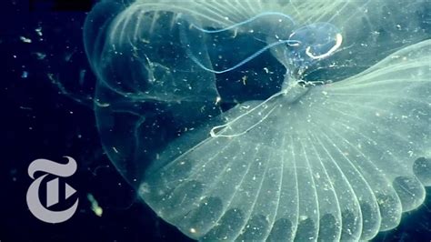  Rhabdocalyptus - Um gigante silencioso e sedentário que filtra o oceano!