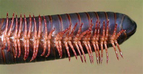  Tremor-Inducing Thousand Legs: Can You Handle the Unique Charm of the Tropical Millipede?