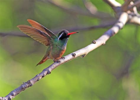  Xantus’s Hummingbird: Uma ave com plumagem vibrante que voa como um raio!