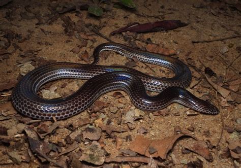  Xenopeltis! Uma cobra sem escamas que te fará repensar tudo o que sabes sobre répteis