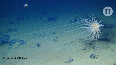  Yellow-Horned Hydroid! Discover This Vibrant Tiny Terror Hiding Within Deep Sea Depths