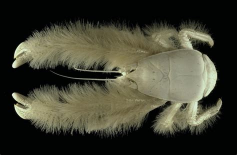  Yeti Crab! Um Crustáceo Misterioso com Pêlos que Encantam e Fascinam